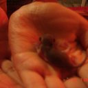 ���� �������������, �����-��������� - ��������� 1 ������� 2009 � ������ �������