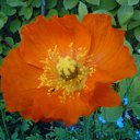  Irixa, , 57  -  30  2009   