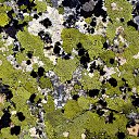���� Svann, ���������, 71 ��� - ��������� 11 ���� 2013 � ������ ���������� �� �������