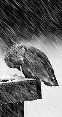 ���� �������, ������, 37 ��� - ��������� 7 ������� 2012