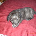 ���� �������, ���������, 43 ���� - ��������� 5 ������ 2010