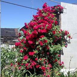 ���� ����, �������, 42 ���� - ��������� 17 �������� 2011