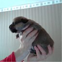  Zanna, , 53  -  28  2013    