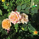 ���� �������, �������, 70 ��� - ��������� 25 �������� 2012 � ������ �������