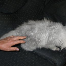 ���� ���� ����, ������, 75 ��� - ��������� 23 �������� 2010