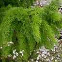 ���� �����, ����������, 42 ���� - ��������� 16 ������� 2010 � ������ �������