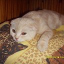  ,  , 33  -  27  2009    