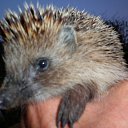 ���� �������, ���������, 69 ��� - ��������� 18 ������� 2011 � ������ ����