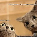 ���� Palmel, ��������, 47 ��� - ��������� 9 ������� 2009 � ������ ���������