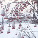 ���� Nazifa, ������������, 66 ��� - ��������� 13 ����� 2011