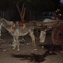 Aleksandrija,Egipet �� ������� ���� ����������