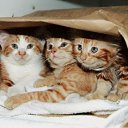 ���� ����� - ���������� ��������!!!, �����������, 56 ��� - ��������� 31 ������� 2009 � ������ �����Ȼ