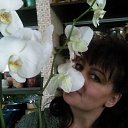 ���� ��������, ����, 50 ��� - ��������� 20 ��� 2011 � ������ ����� ��