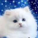 ���� ��������, ��������, 25 ��� - ��������� 29 ������� 2011