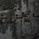  Nadin))) , - -  5  2010   