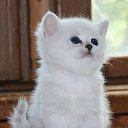 ���� ***�***, �����, 39 ��� - ��������� 18 ������� 2012 � ������ �������