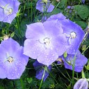 ���� ��������, ���������� ����� - ��������� 19 ������� 2009 � ������ ������ �� ����