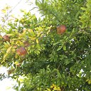 ���� �������, ������������, 43 ���� - ��������� 28 ������� 2012 � ������ ���� ����������