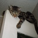 ���� �����, ��������, 41 ��� - ��������� 24 ����� 2013 � ������ ���� ����������