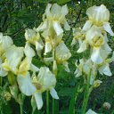  Irixa, , 57  -  30  2009   