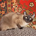 ���� ���������, ������, 55 ��� - ��������� 1 ������ 2012 � ������ ���� ����������