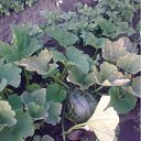 ���� ����, ����, 44 ���� - ��������� 13 �������� 2011 � ������ �������