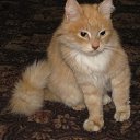 ���� �������, �������, 51 ��� - ��������� 16 ������ 2011