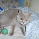 ���� �������, �����, 35 ��� - ��������� 7 ������� 2009 � ������ ���� �������� ��������