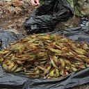 ������ �� �����! �� ������� ������������