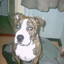 ���� Krappy, ������, 57 ��� - ��������� 9 ������ 2012 � ������ �Vogelbeen�