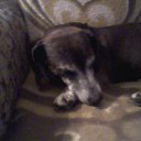 ���� �����, ������, 68 ��� - ��������� 1 ����� 2011 � ������ �PetLove�