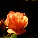 ���� ����, ������ ��������, 24 ���� - ��������� 27 ���� 2011 � ������ �������