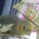 Фотография пользователя Любовь, Минск, 40 лет добавлена 24 июля 2009 в альбом «Мои попугаи» Фото Любовь, Минск, 40 лет - добавлено 24 июля 2009 в альбом «Мои попугаи»