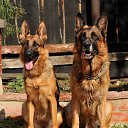 ���� ����� � ���������� ���� ���������� ������ �� ������� �������