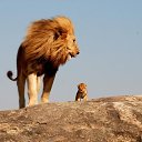 ���� ����, ���������, 45 ��� - ��������� 10 ������ 2010 � ������ �������