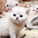 ���� Kosstikl, �����������, 54 ���� - ��������� 14 ������� 2009 � ������ ������� � ...�
