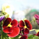 ���� �����, �����, 60 ��� - ��������� 21 ��� 2012 � ������ ������ �����