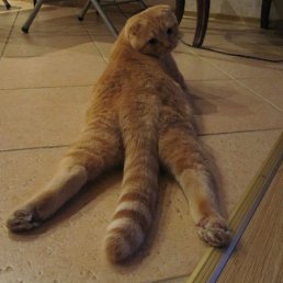 ���� Endemique, �����-���������, 53 ���� - ��������� 2 ������� 2011