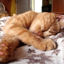 ���� Sweety_girl, ����������� - ��������� 7 ����� 2011