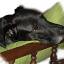 ���� ���, ������ - ��������� 15 ������ 2009 � ������ �In Memory of Nos, The Dog (R.I.P)�