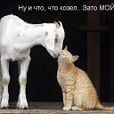 ���� ���, ������, 71 ��� - ��������� 2 ������� 2013 � ������ ���� ����������