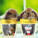 ���� �����, ������, 74 ���� - ��������� 15 ������ 2010 � ������ ���������...�