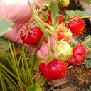 ���� ��������, ��������, 55 ��� - ��������� 26 ���� 2012 � ������ �������