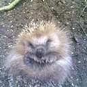 ���� ������, �����-���������, 42 ���� - ��������� 16 ���� 2013 � ������ ���� ����������