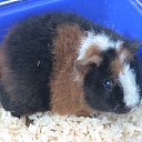 ���� ������-������� ��� ���� �����, ��������, 85 ��� - ��������� 3 ���� 2010 � ������ ���� ��������!�