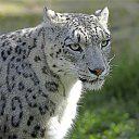 ���� �������, ������, 32 ���� - ��������� 17 ����� 2011