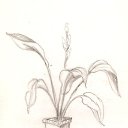 ��������� �������� (�������� )) �� ������� ���� ������� ...�