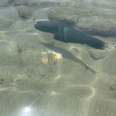 ���� ������, �����-���������, 55 ��� - ��������� 31 ��� 2012 � ������ ������� 2�