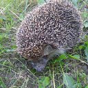 ���������� ����� �� ������� �������