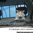 ���� �����, �������, 36 ��� - ��������� 19 ������� 2009 � ������ ���������